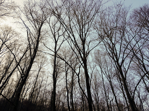 光秃秃的树枝图片下载