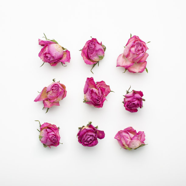 玫瑰的姿势图片下载