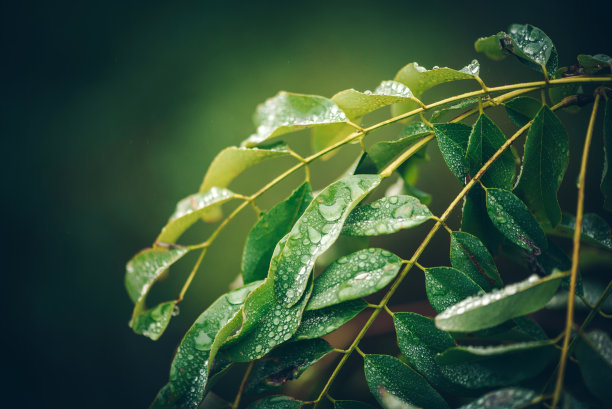 绿油油的树叶与树叶闪烁着雨滴的照片。自然背景。禅意自然照片。图片下载