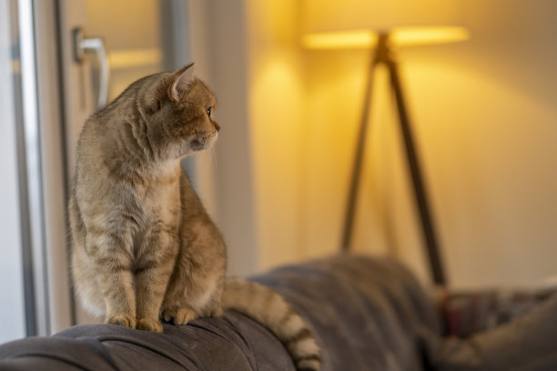 金黄色的英国短毛猫图片下载