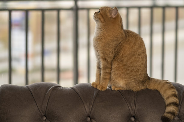 金黄色的英国短毛猫图片下载