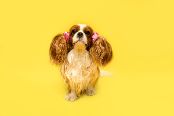 宠物美容沙龙结束后，母狗们聚在一起开派对。耳朵编成尾巴。幽默的照片。概念的肖像。骑士国王查尔斯猎犬图片下载