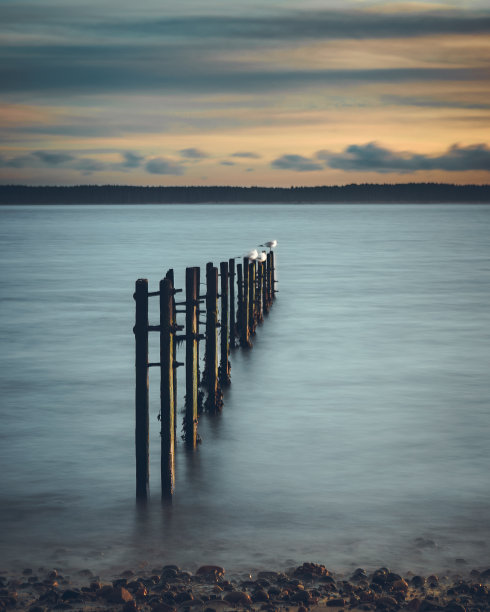 海鸥在日落时分图片下载