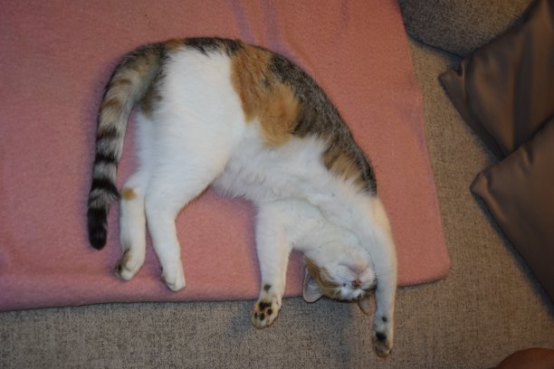 躺在猫图片下载