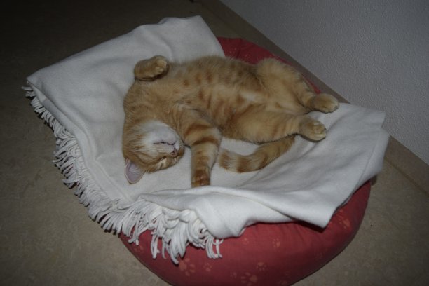 猫放松时间图片下载