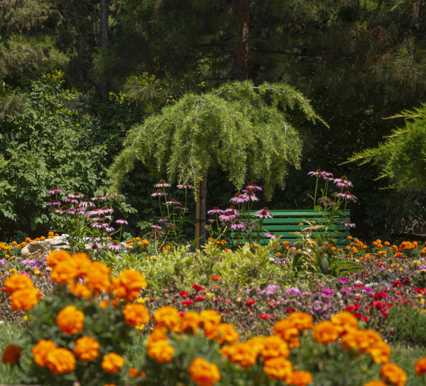 在公园的一个舒适的角落里，一条长凳矗立在紫锥菊和金盏花中间图片下载