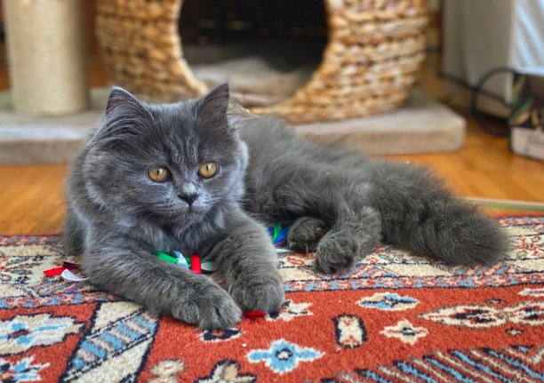 地毯上带着丝带的波斯小猫。图片下载