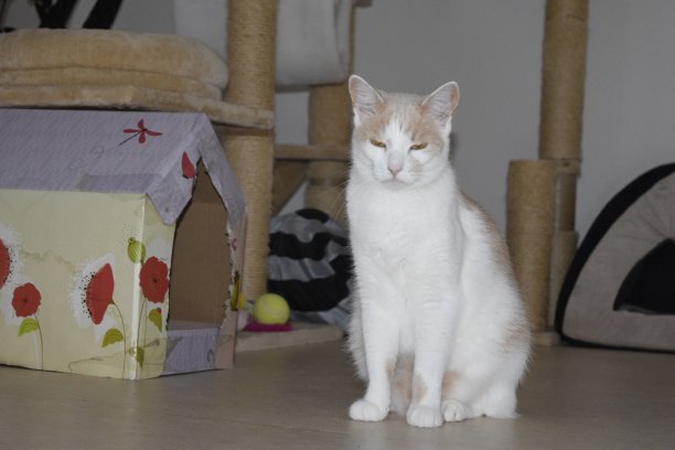 猫的姿势图片下载