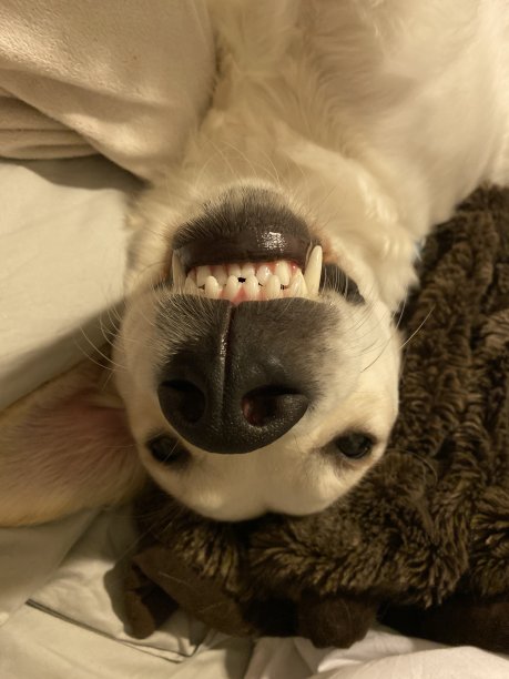 狗狗的牙齿图片下载