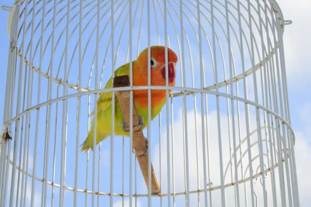 爱情鸟在铁架笼子里图片下载