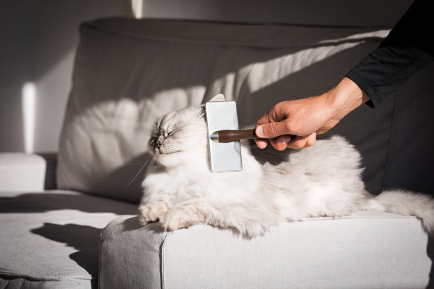 可爱的长毛猫享受着被刷毛。男人给他可爱的宠物梳头。宠物用梳子刷图片下载