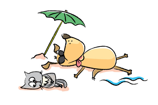 海滩上有趣的猫和狗图片下载