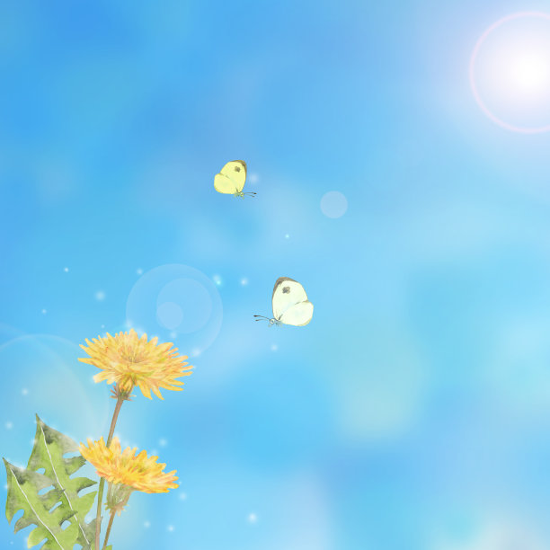 蒲公英花上有蝴蝶图片下载