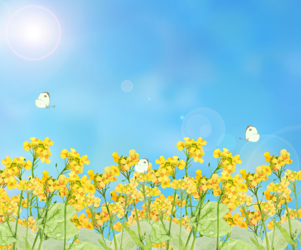 油菜花和蝴蝶图片下载