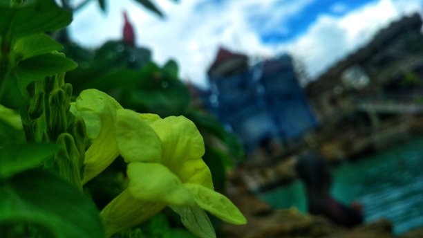 Tecoma植物图片下载