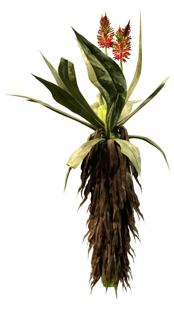 3D插图芦荟植物上白色图片下载