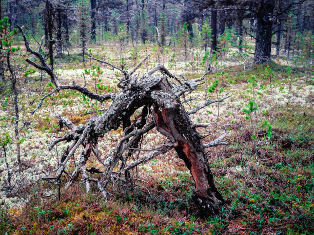 令人难以置信的北部森林。一个神秘的奇怪形状的障碍。图片下载