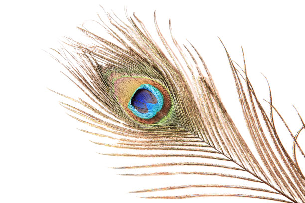 孤立在白色背景上的孔雀羽毛图片下载