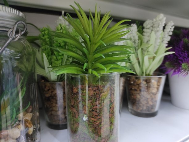 塑料装饰植物图片下载