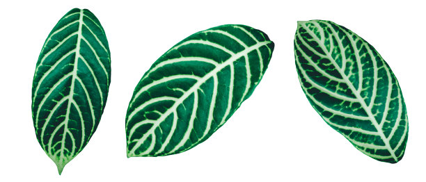 一套绿色的怪物棕榈和热带植物叶子孤立在白色的背景图片下载