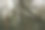 冬天有绿树的松林图片下载