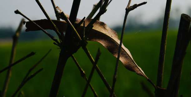 褐色干燥的叶子孤立独特的自然照片图片下载