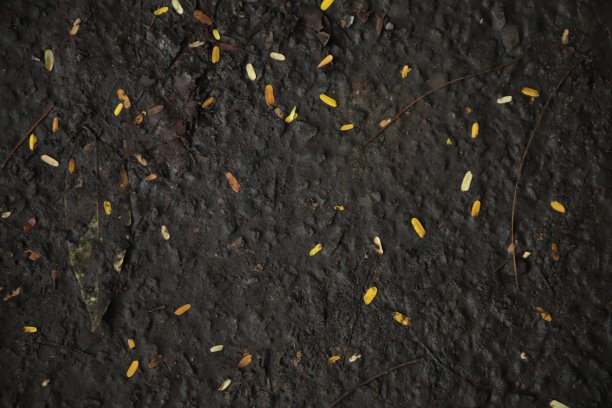 大自然的土壤图片下载