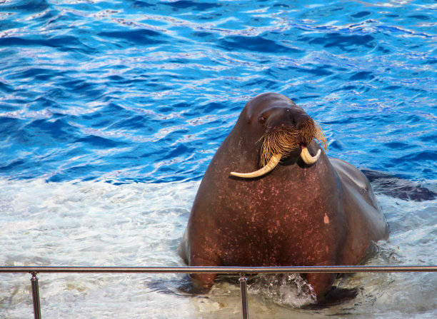 水池里的胖海象。哺乳动物在意志之外。图片下载