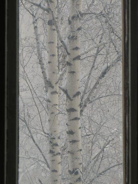 在西伯利亚冬天的一个异常霜冻的日子里，桦树在结霜，透过窗户玻璃可以看到图片下载