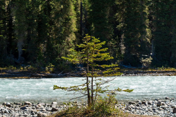 河边生长的一棵小松树。图片下载
