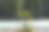 河边生长的一棵小松树。图片下载