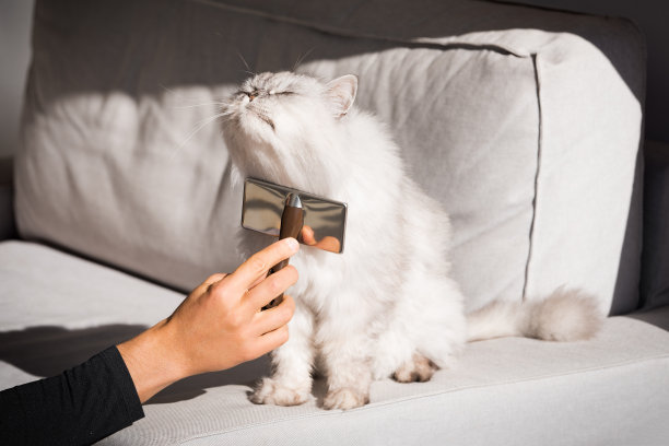 可爱可爱的长毛猫很高兴被刷毛。男人给他可爱的宠物梳头。宠物用梳子刷图片下载