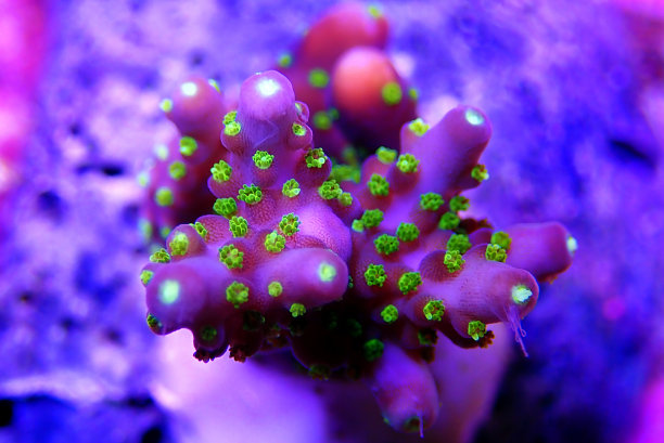Garf盆景Acropora -紫色体与绿色珊瑚虫Acropora SPS珊瑚图片下载