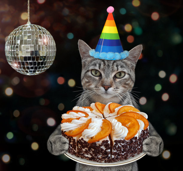 猫灰色的生日水果蛋糕图片下载