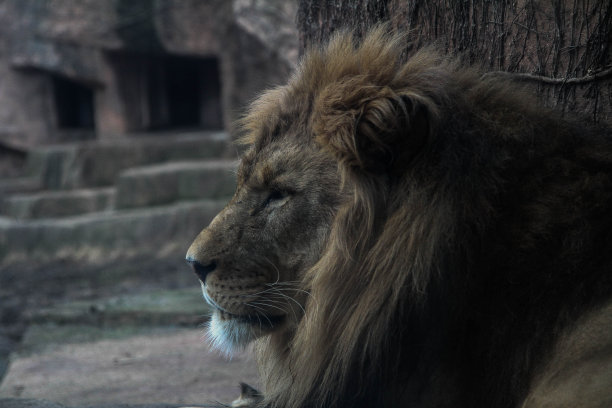 忧郁的狮子图片下载