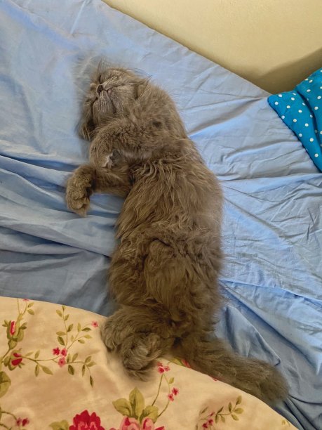 波斯小猫睡在蓝白相间的床单上。图片下载