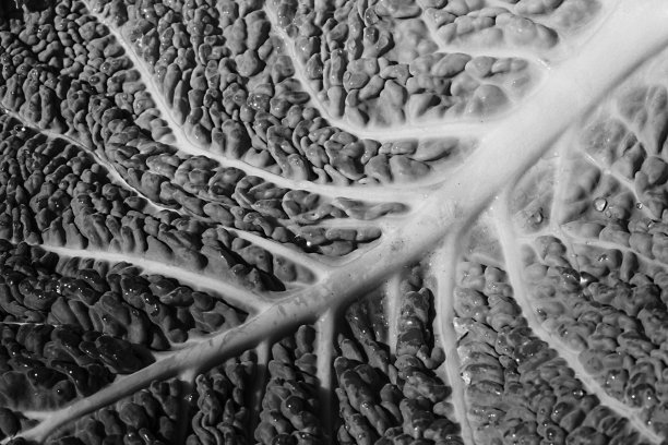 人类的蔬菜图片下载