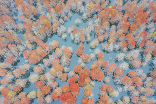 鸟瞰湖中的秃柏林图片下载