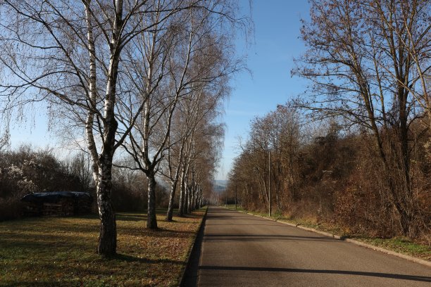 秋天，路边长着白桦树图片下载