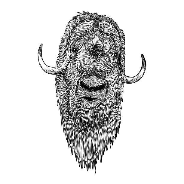 美洲本土野牛的头像。水牛手绘。牛脸，精神象征和部落动物。象征着力量和力量。旅行和冒险向量。图片下载