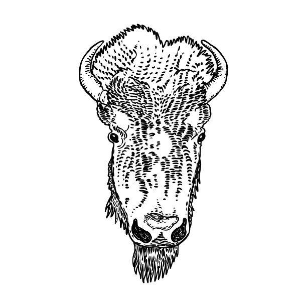 美洲本土野牛的头像。水牛手绘。牛脸，精神象征和部落动物。象征着力量和力量。旅行和冒险向量。图片下载