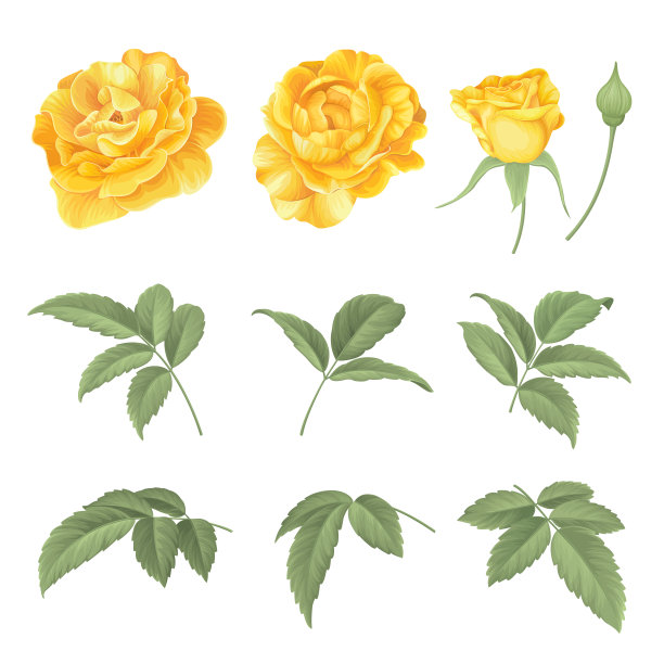 白色背景上的黄色玫瑰和叶子。矢花集装饰鲜花为婚礼请柬，节日，贺卡和纺织时装设计。图片下载