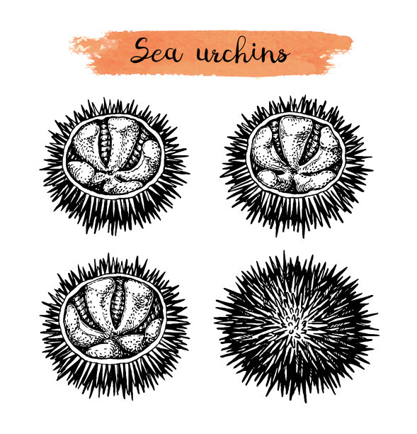 墨水素描海胆图片下载