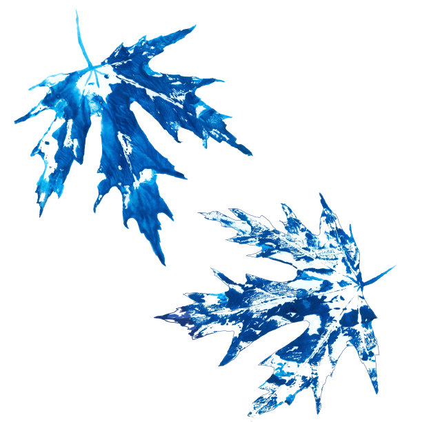 白色插图上2片蓝色纹理的枫叶。图片下载