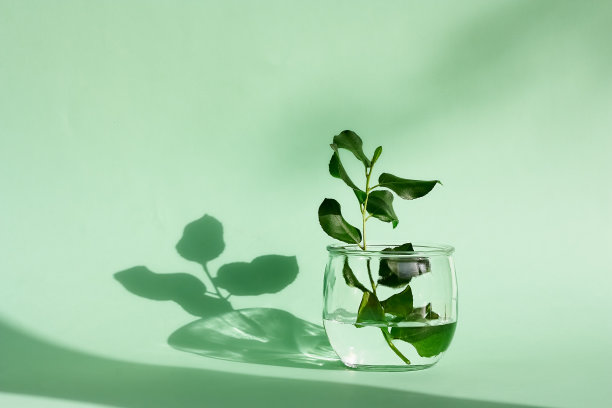 嫩绿的叶子，细枝插在玻璃花瓶上，在浅绿色的粉彩背景上。图片下载
