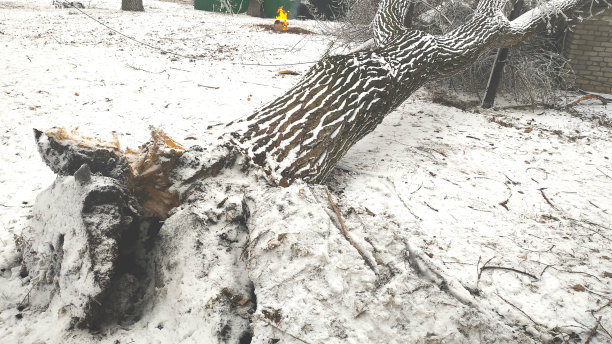 在大雪纷飞的冬天，一棵树倒在了电线上。从撕裂的树枝上垂下来的电线。图片下载