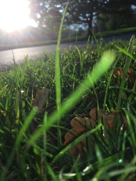 一片树叶看到了什么图片下载