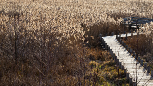 秋天穿过沼泽的木码头。Kampinos图片下载