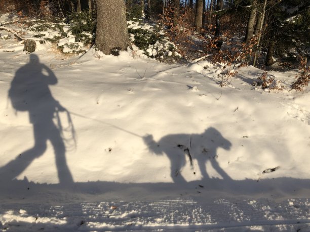 雪中行走时狗和人的影子图片下载