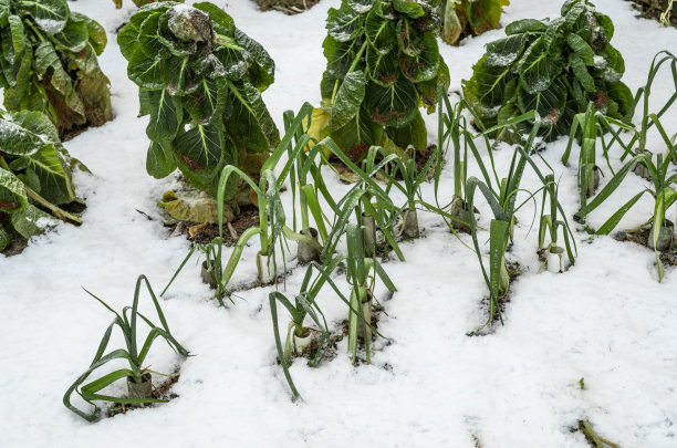 冬季菜园中的球芽甘蓝和韭菜图片下载